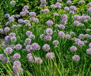 Une multitude d'oignons des prairies en fleurs avec un étalage de fleurs violettes