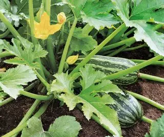 Zucchini og blomst