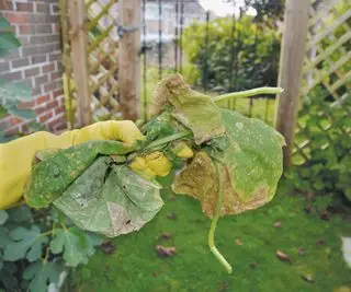 Zucchiniblade med dunet meldug