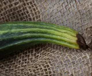 Zucchini med blomstrende råd