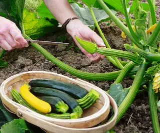 Regelmæssig overvågning er 'vigtig' for at fange zucchini-sygdomme tidligt og redde dine planter
