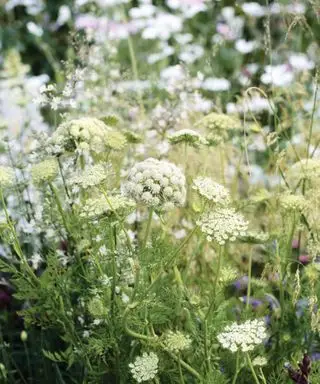 Ammi majus, The Copella Plant and Protect Garden