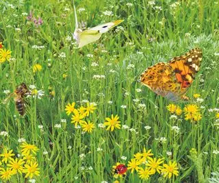 gramado verde com flores silvestres, borboletas, joaninhas e abelhas em um dia ensolarado de primavera