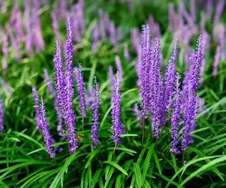 リリオピ・ムスカリは、日陰の場所に最適なグランドカバー植物です。