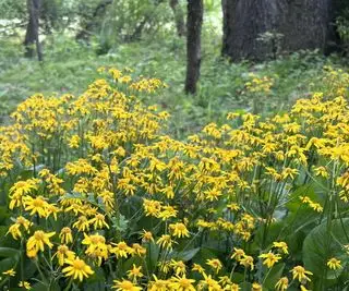 牧草地に生える黄金のグーゼル