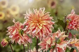 Come piantare i tuberi della dalia – per una splendida esposizione floreale