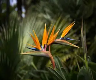 Comment propager l'oiseau de paradis – 3 méthodes expertes