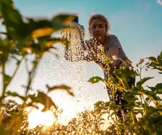 Femme arrosant des plantes au coucher du soleil