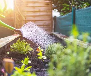 Comment arroser les plantes – 10 façons de rendre l’arrosage plus efficace pour moins de gaspillage et des plantes plus saines