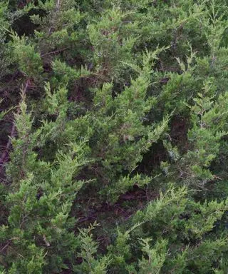 Juniperus virginiana라고도 알려진 동부 적삼나무