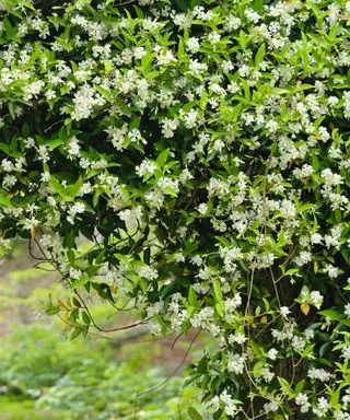 Trachelospermum jasminoides라고도 알려진 스타 자스민이 꽃을 피우고 있습니다.