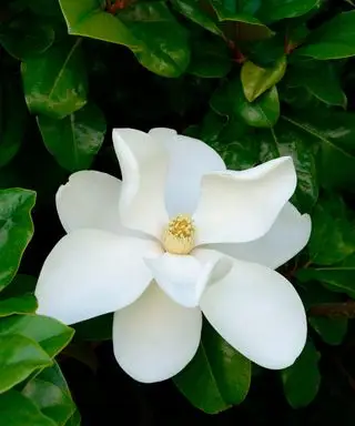 목련(Magnolia grandiflora)의 크고 흰 꽃