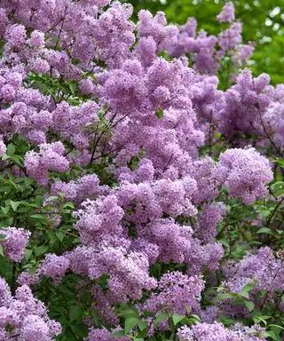 Syringa chinensis라고도 알려진 중국 라일락