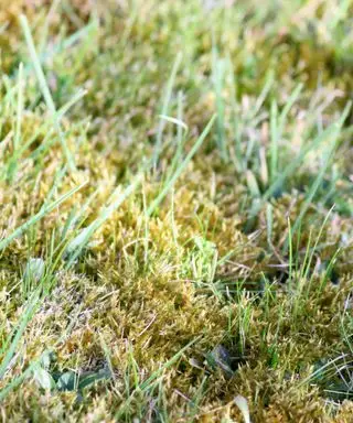 これは芝生のコケを取り除く方法です - 専門家が認めたきれいな芝生のための 6 つの方法
