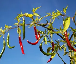 Quand cueillir les poivrons de Cayenne : les experts expliquent les signes qui vous indiquent qu'ils sont mûrs
