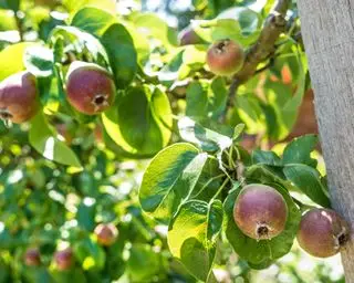 Fünfzehn Bäume zum Spalier