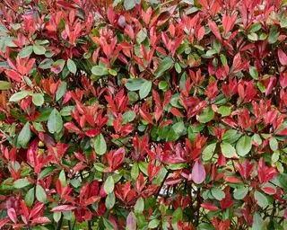 Bäume bis Spalierrotkehlchen