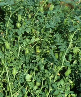 Kichererbsen-Tyson-Pflanzen mit Schoten, die im Küchengarten reifen