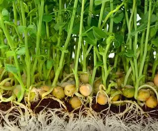 Kichererbsensämlinge entwickeln sich nach der Keimung