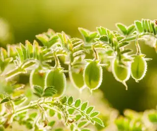 Kichererbsen reifen am Stiel und zeigen eine flockige Beschichtung auf Stiel und Schoten