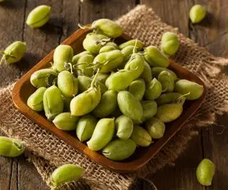 Comment faire pousser des pois chiches – tout ce que vous devez savoir sur les pois chiches