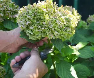 Fleur d'hortensia coupée
