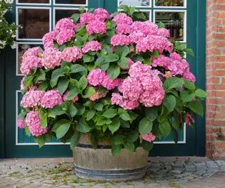 Un grand hortensia rose planté dans un grand tonneau