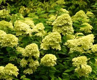 Hortensia Limelight floraison en bordure d'été