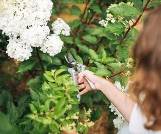 Comment tailler les hortensias – conseils d’experts pour des plantes saines et des fleurs sensationnelles