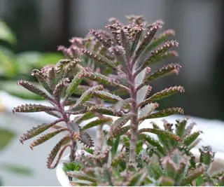Mère de millions de Kalanchoe