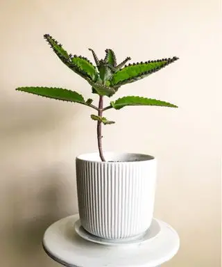 Mère de millions de Kalanchoe