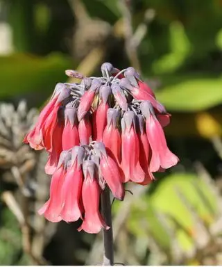 Guida alla cura di Madre di milioni di persone: consigli degli esperti per mantenere questa fioritura succulenta