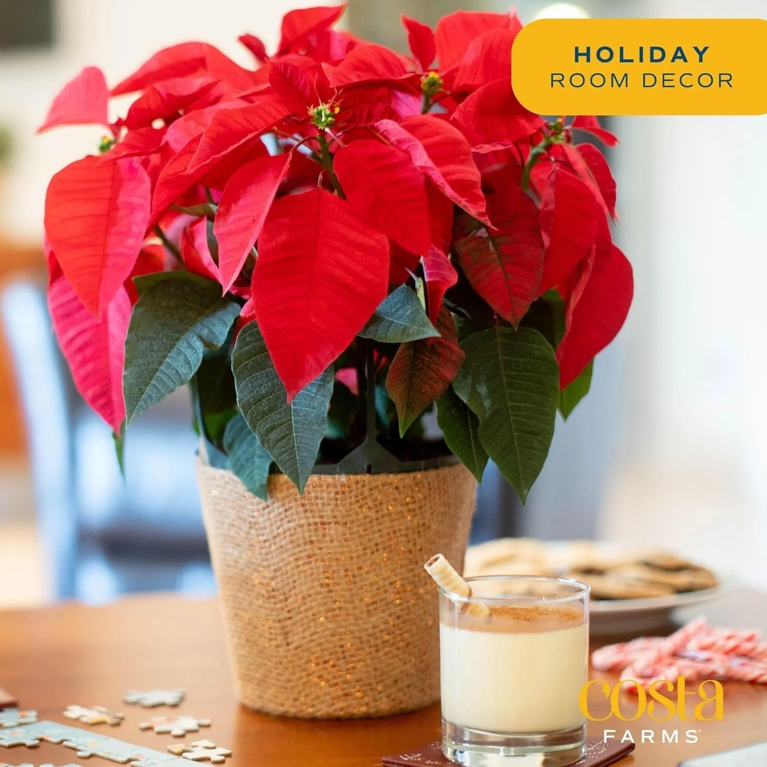 Costa Farms ポインセチア ライブプランツ クリスマス ギフトラップポット入り メンテナンスが簡単 開花 屋内観葉植物 ホリデールームやオフィスの装飾 季節のギフト 高さ16～20インチ 2個パック' loading='lazy' title=