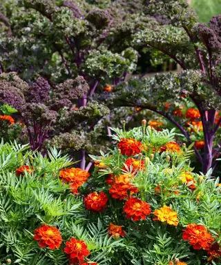 cavolo che cresce accanto alle calendule nell'orto