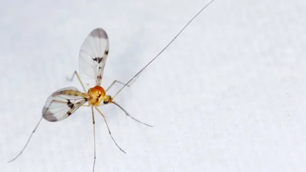Por que tenho mosquitos em minha casa? Respostas de especialistas para ajudá-lo a mantê-los afastados