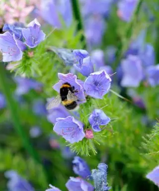 Eine Biene sitzt auf einer lila Blume