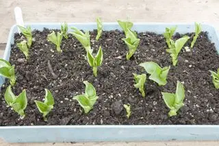 fasola fava wysiana na tacy