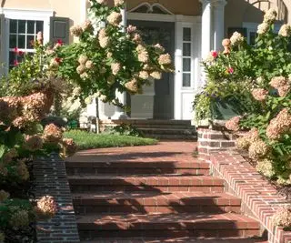 חצר קדמית עם הידראנגאות