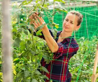 トマトの苗木をトマト棚に結び付ける生産者
