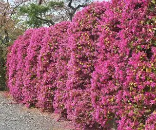 ピンクの花が咲くロロペタルムの低木が植えられた生垣