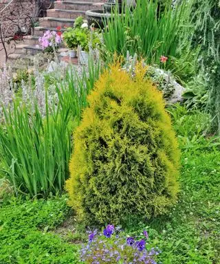 Un seul buisson à feuilles persistantes dans une bordure de jardin