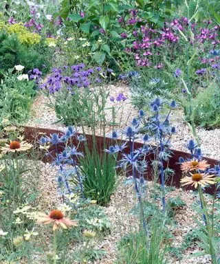 jardin de gravier planté de plantes résistantes à la sécheresse