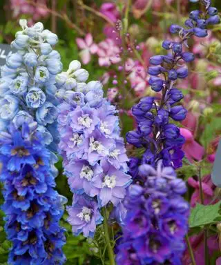 variedades de fonte mágica delphinium em azul, lilás e roxo crescendo juntas