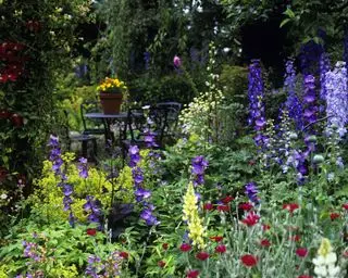 delfínios plantados na borda de um jardim de verão com plantio misto