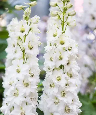 fonte mágica delphinium branco puro