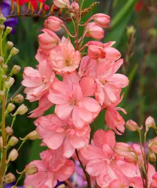 flores de coral de Delphinium elatum ‘Coral Sunset’
