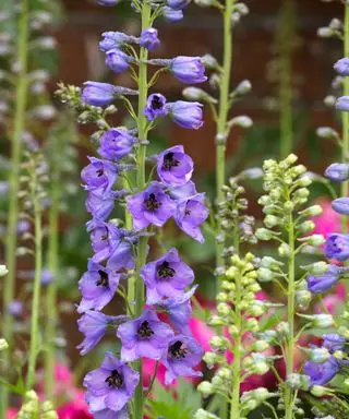 Como cultivar delfínios a partir de sementes