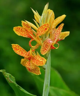 Comment tailler les lis canna – pour les garder en bonne santé tout au long de la saison