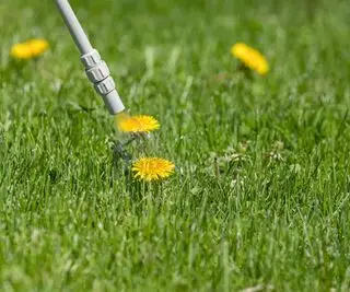 Pissenlits jaunes sur une pelouse pulvérisée avec un désherbant