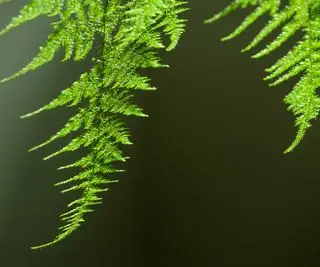 עלי שרך אספרגוס